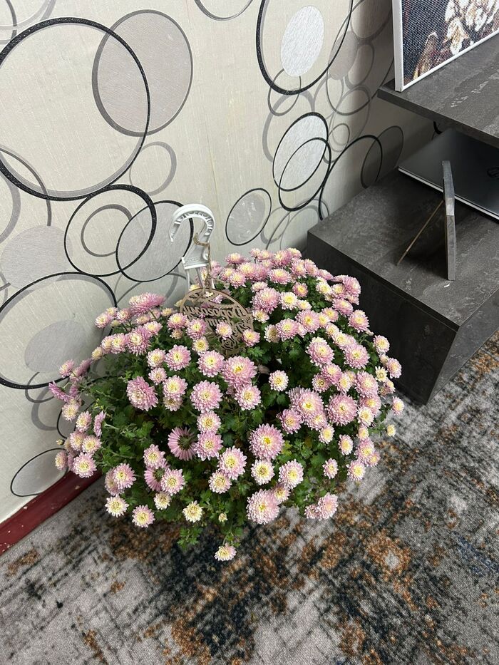 Тарелочницы... Прокормить уже на первом свидании не могут. Как жить то дальше