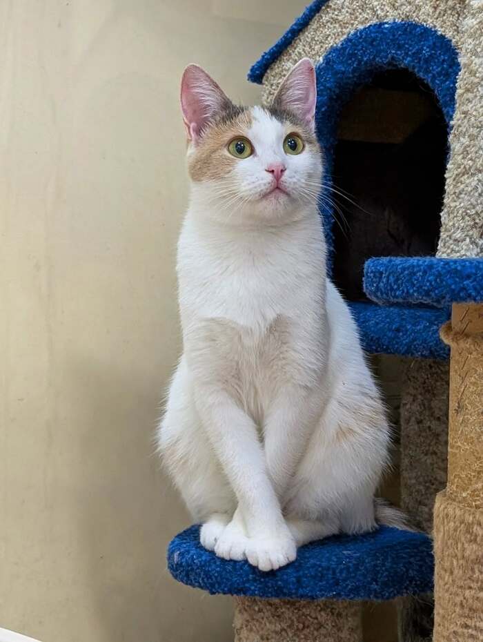 Кошка в добрые руки