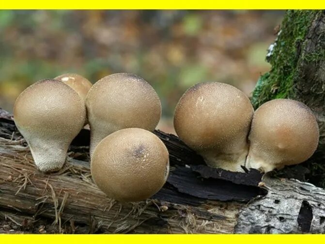 photo by: <!--noindex--><a href="https://pikabu.ru/story/dedushkin_tabak__tsyiganskaya_pudra__volchiy_puk_13407658?u=http%3A%2F%2Ffungospb.ru&t=fungospb.ru&h=d977c543fd3cafd05f8ef1a323cd89a252ead822" title="http://fungospb.ru" target="_blank" rel="nofollow noopener">fungospb.ru</a><!--/noindex-->