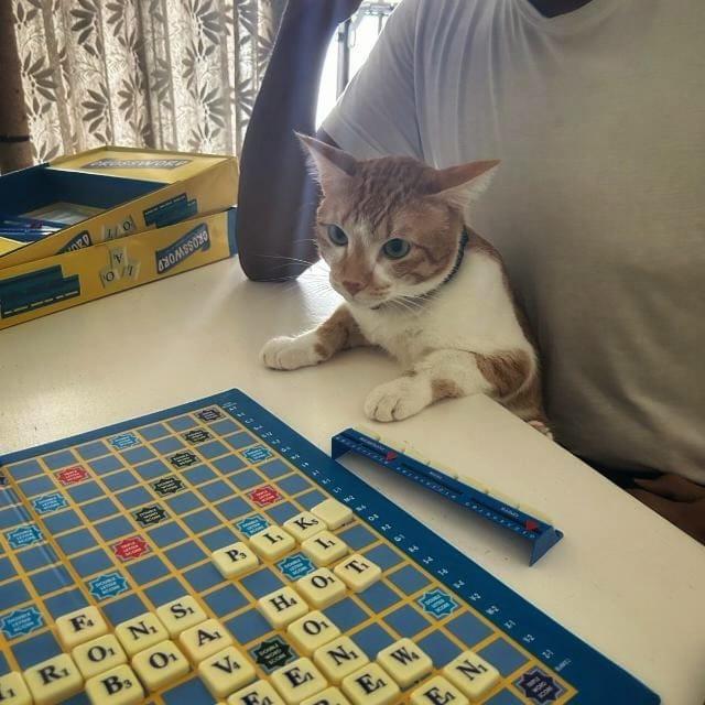 Словарный запас кота просто поражает