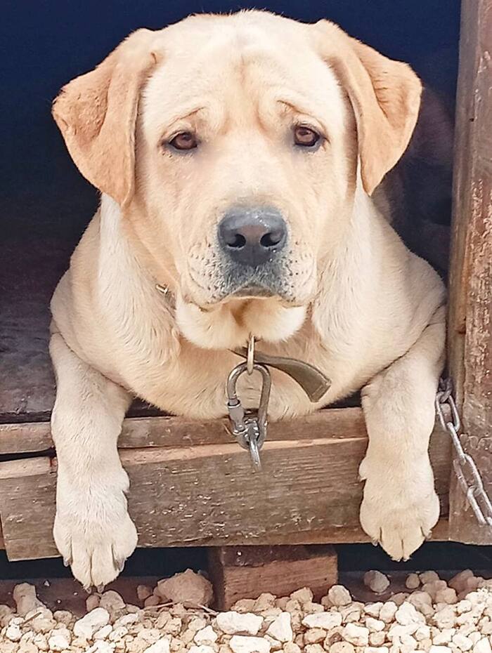 Лабрадор Майк так мечтает о Доме!
