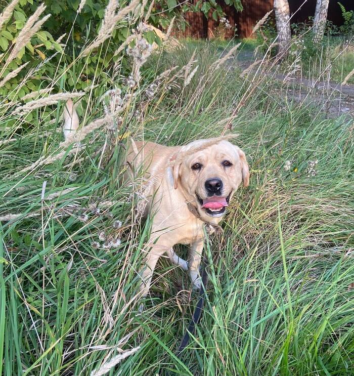 Лабрадор Майк так мечтает о Доме!