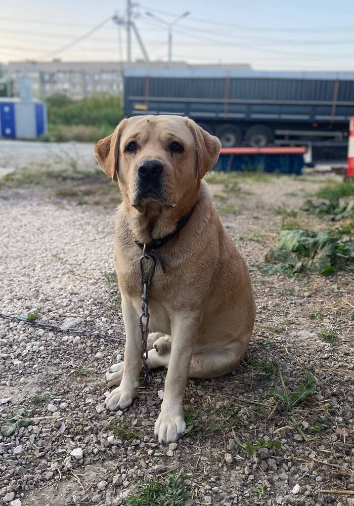 Лабрадор Майк так мечтает о Доме!