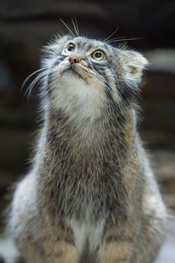 Кукиш переезжает!