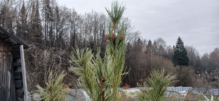 15 лет назад посадил отец кедр, правильное название не знаю