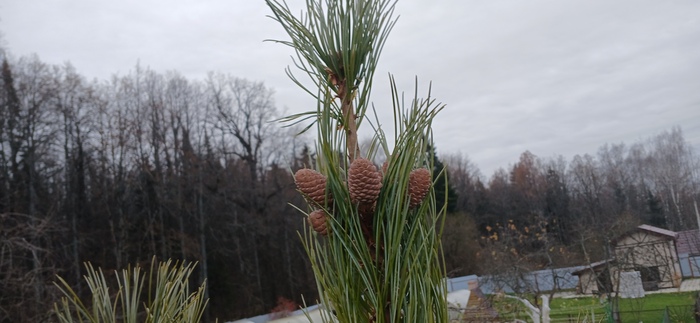 Шишек нет и нет, и решил я поставить в прошлом году плодовый пояс, раньше прокатывало с грушей и манчжурским орехом.