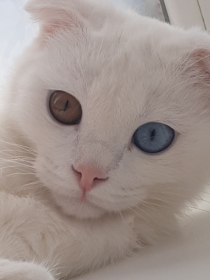 Ответ SnakeFFPoke в «Все котов постят вот и я запощщу»