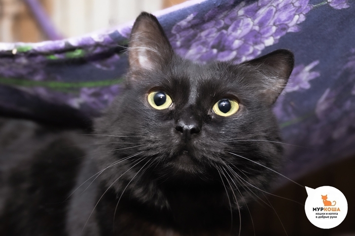 Кот Найдон, 5 лет, из переполненной квартиры.