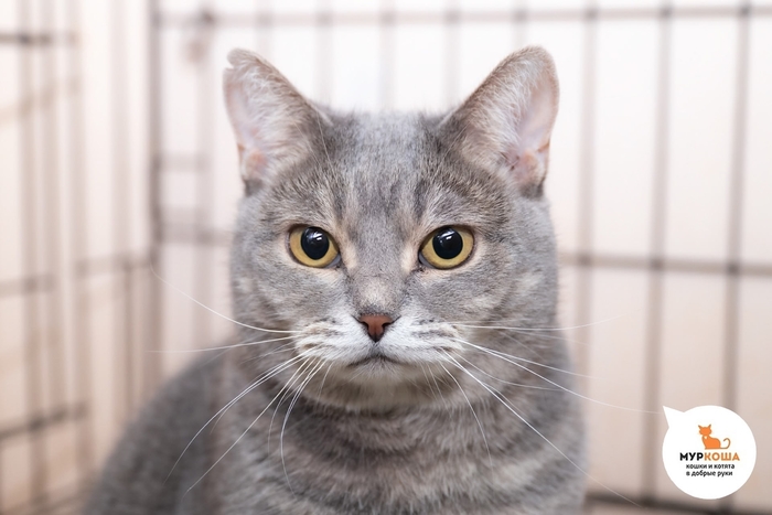 Кошка Дымулька, 4 года, найдена на улице. Диагностирован ВЛК. Пристраивается единственной кошечкой в семью или в семью с кошками-носителями ВЛК. Обращаем внимание, что ВЛК не опасен для человека и животных других видов и не передается им.