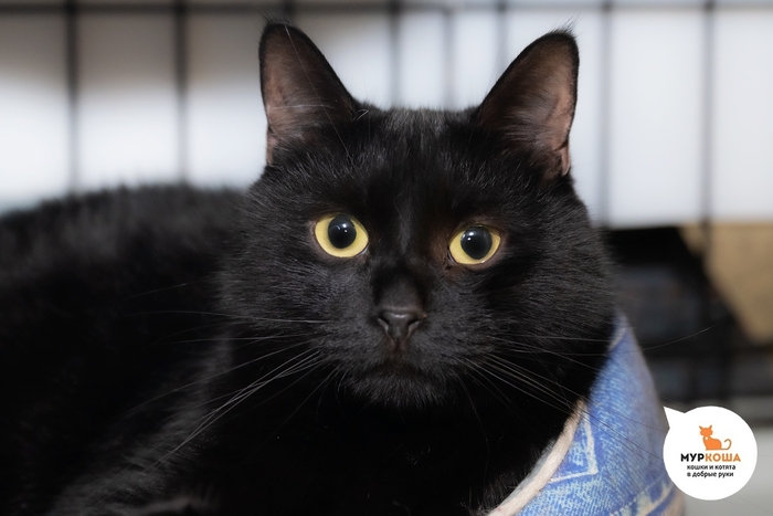 Кот Джункер, 4 года, домашний.