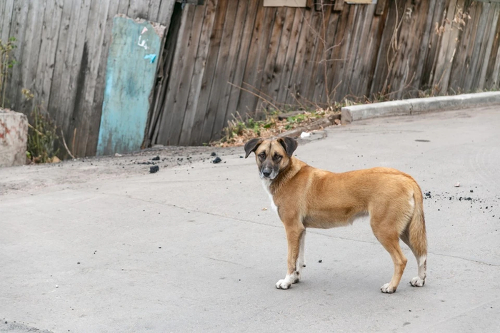 172 миллиона заложили на бродячих собак в Красноярском крае на 2026 год (пост снесли, повторю)