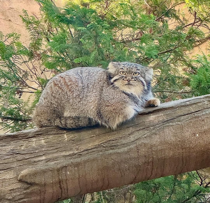Кося на брёвнышке