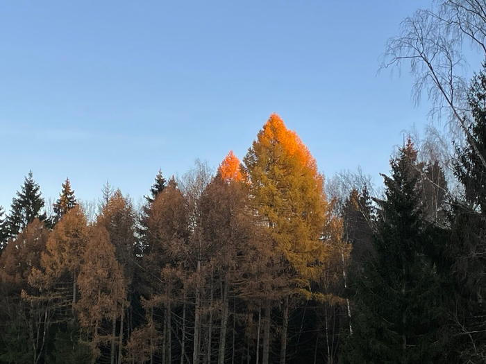 Лиственница