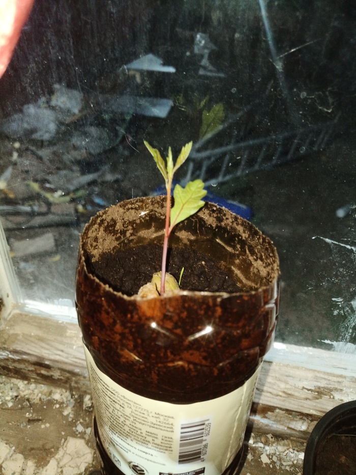 Про длину центрального корня у дерева