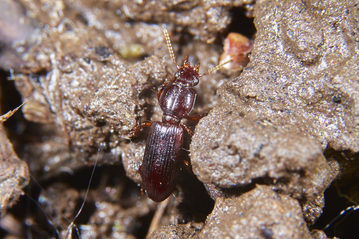 Вот необычная единичная жужелица. Дальше рода Clivina не продвинулся.