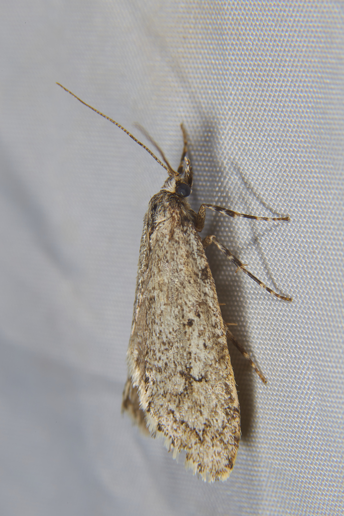 Diurnea fagella (Моль Весенняя Буковая). Прям моль. Как заказывали :)