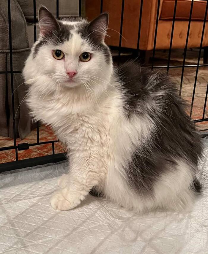 Сладкий Котик Зефирчик ищет хозяйку сладкоежку!