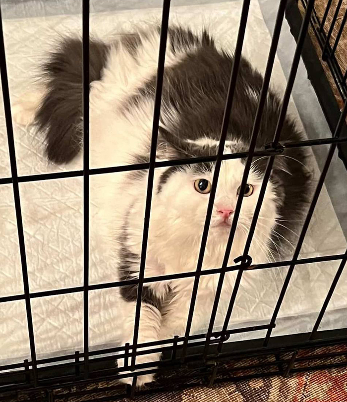 Сладкий Котик Зефирчик ищет хозяйку сладкоежку!