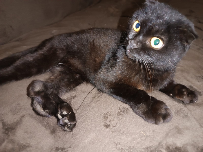 Ночью в собачий вольер подбросили кошечку (4-5 мес.)