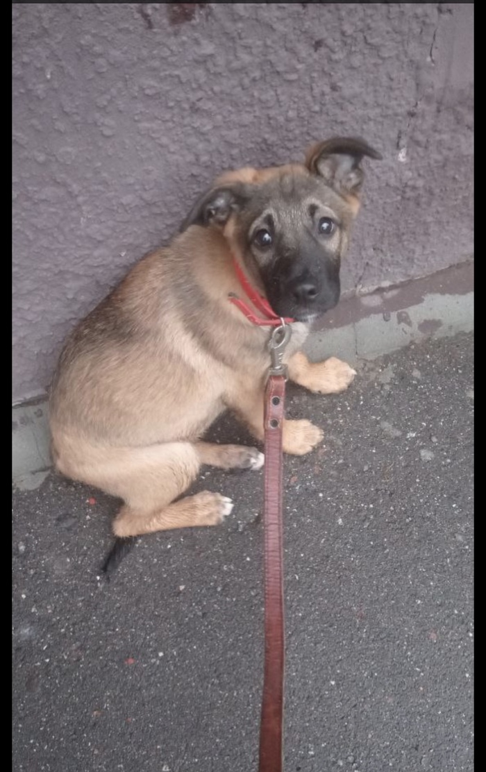 Это наша первая встреча с Риком(назвали в честь знаменитого персонажа мультика, так как все время пытается украсть спиртное и блюет в машине)