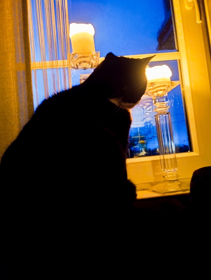 Зоррочка (на волне котиков)