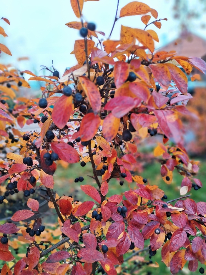 Как раз поспели, ждут своего часа...