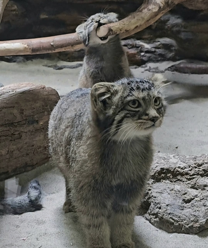 Она с детства такая :D