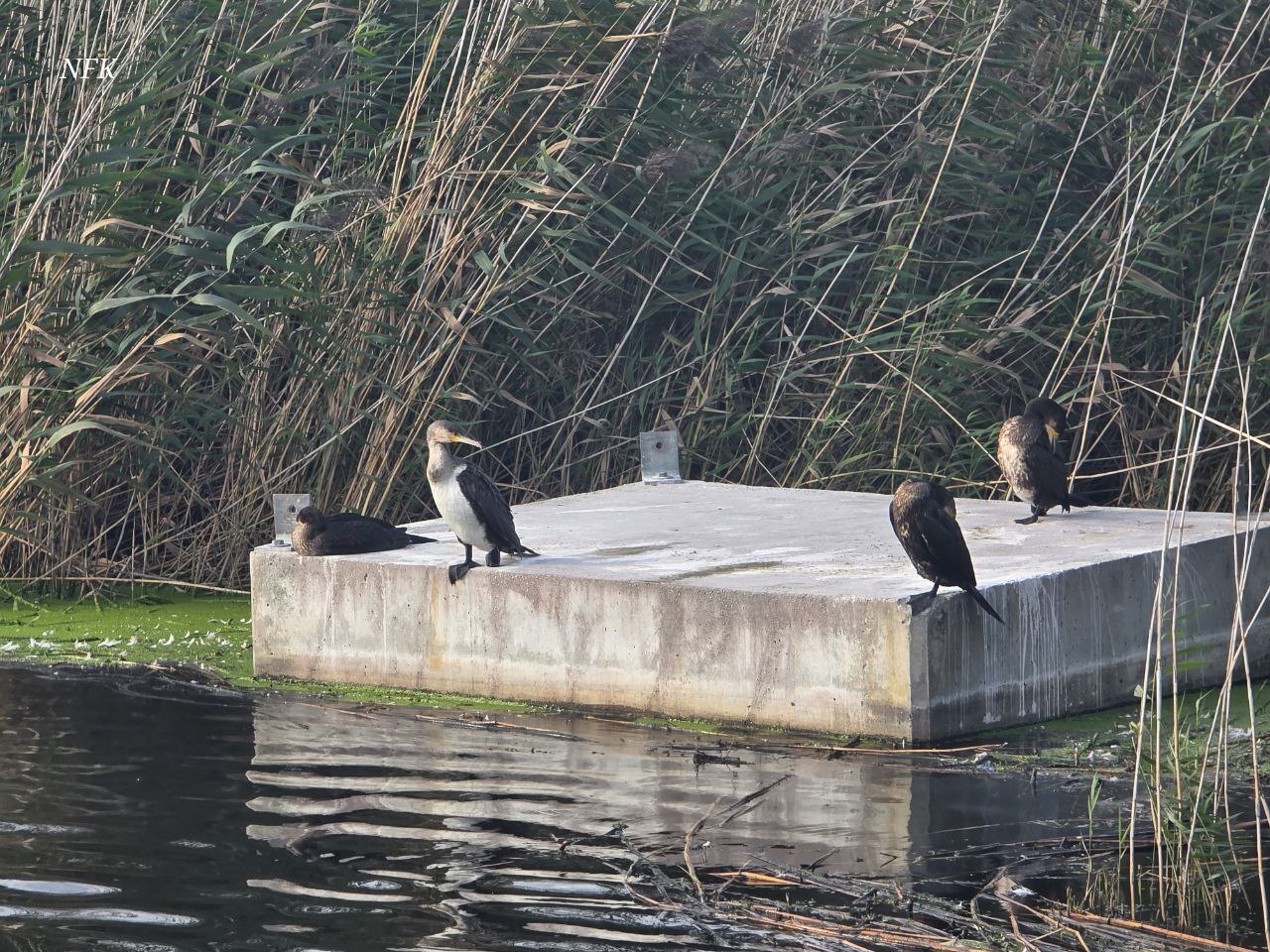 Cormorant - Series Animals, My, Kaliningrad region, Kaliningrad, City walk, Street photography, The photo, Birds, Animals, Amber, Longpost, Cormorants