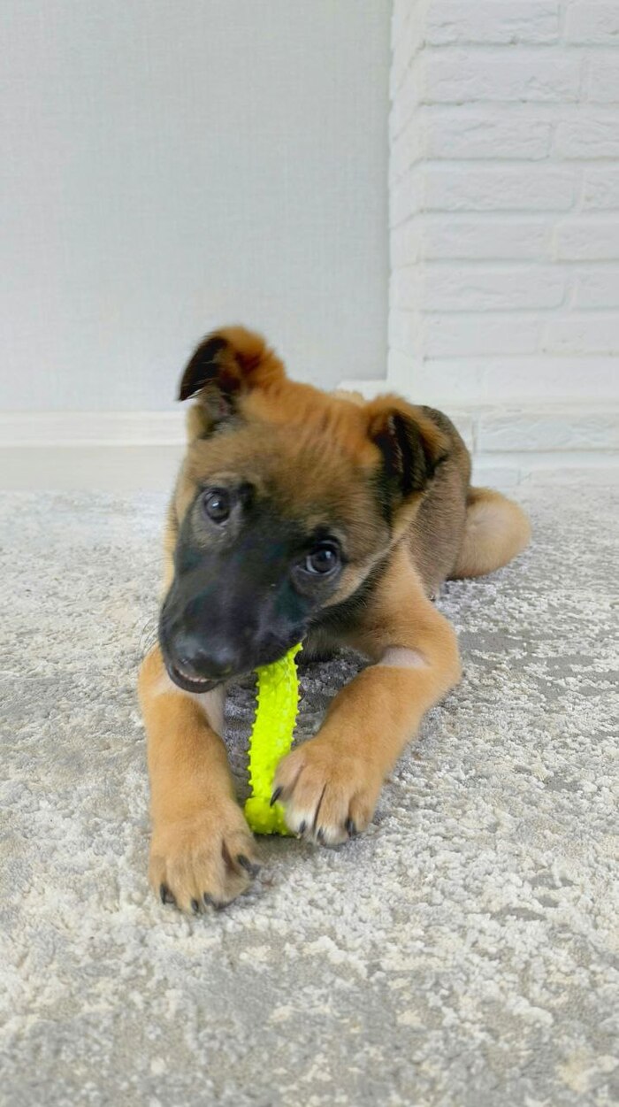 11 апреля, ровно через месяц после Милки, он приехал к нам. Рокки. Наш победитель. Наш Бальбоа. 💪🐕