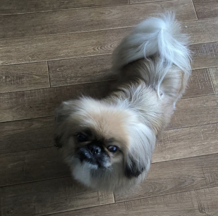 По старому сценарию, САБАКА...