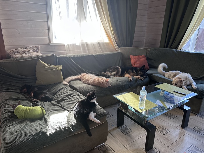 Ответ на пост «Покажи своего питомца!»