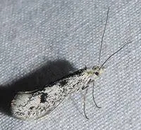 Примитивный мотылёк, имеющий черты древнейших бабочек.