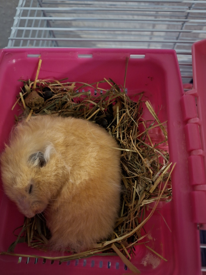 Ответ на пост «Покажи своего питомца!»