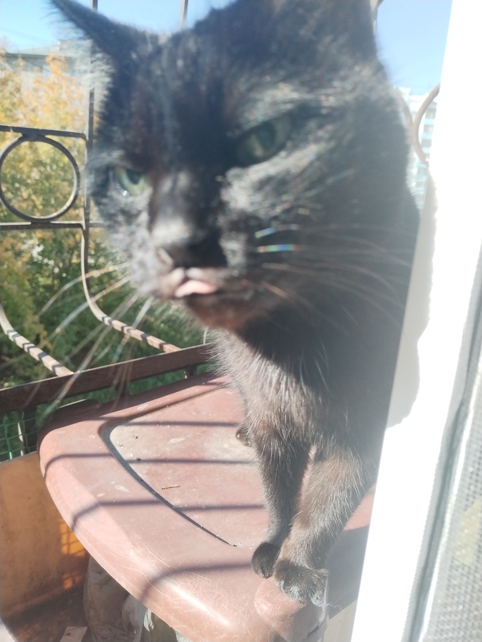 Ответ на пост «Покажи своего питомца!»