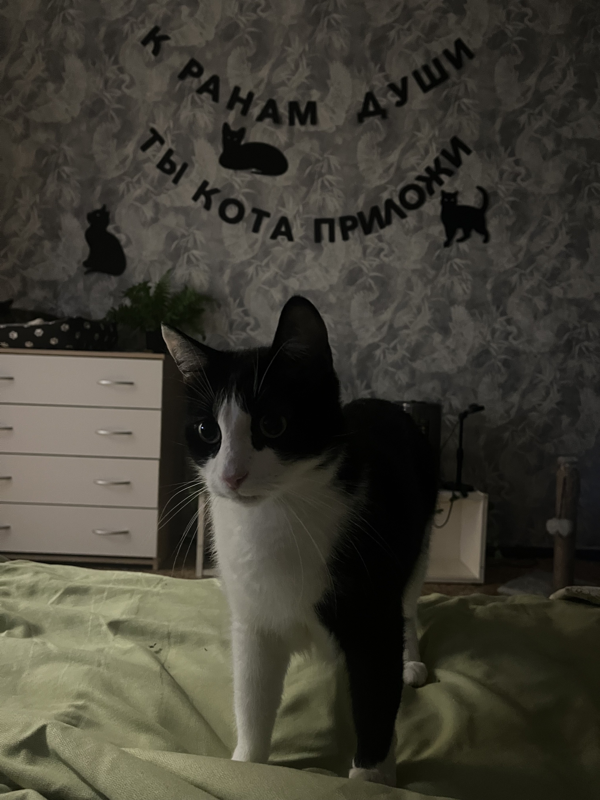 I'll tell you an unusual story that I couldn't even imagine in my life) It's both funny and sad - My, In good hands, Annexe, cat, Question, Ask Peekaboo, Longpost
