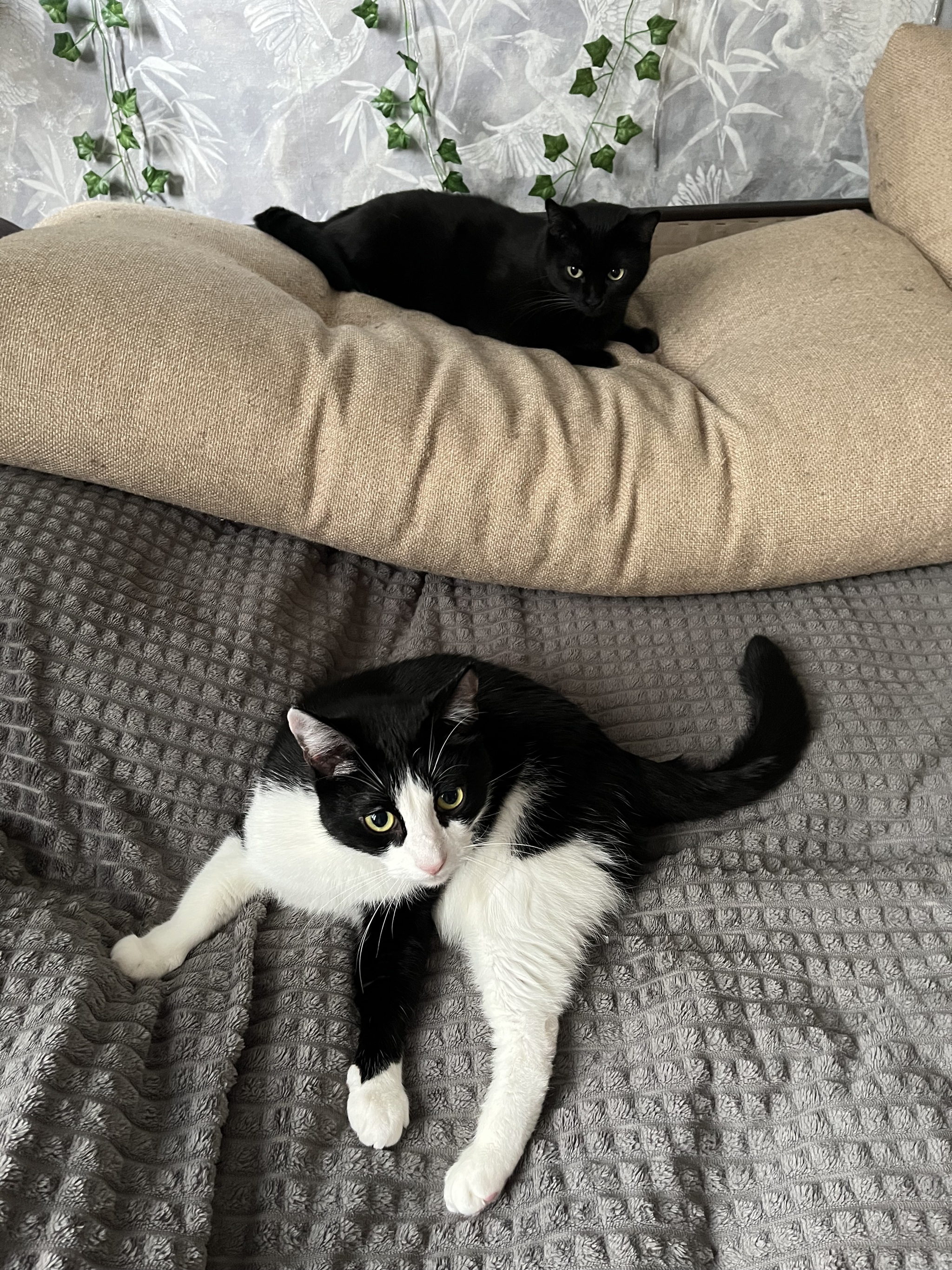 I'll tell you an unusual story that I couldn't even imagine in my life) It's both funny and sad - My, In good hands, Annexe, cat, Question, Ask Peekaboo, Longpost
