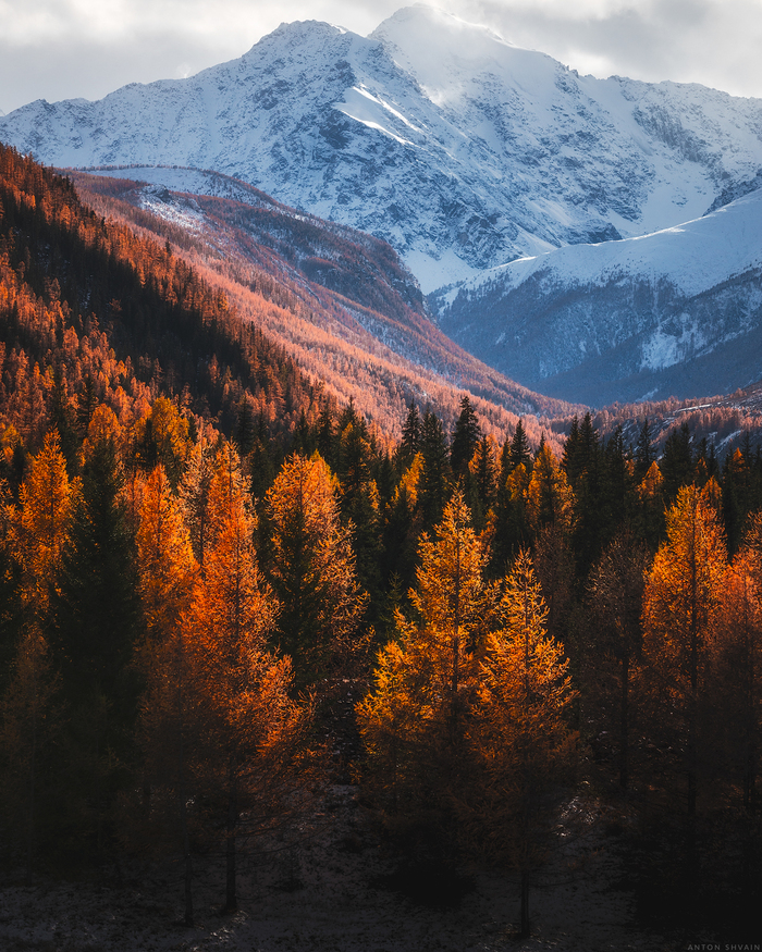 Золото и горы