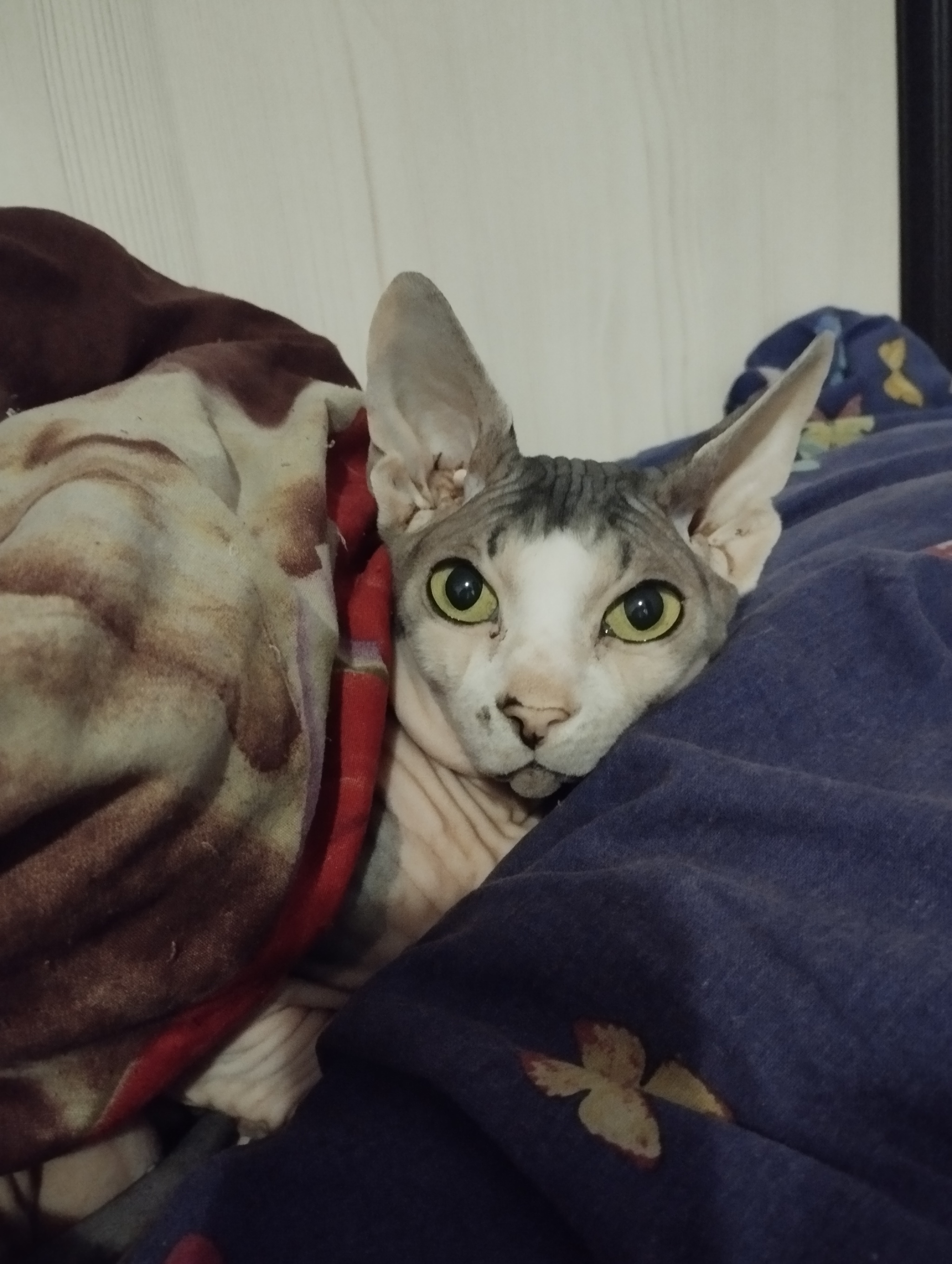 Reply to the post Show off your pet! - My, Pets, A wave of posts, cat, Canadian sphinx, Reply to post