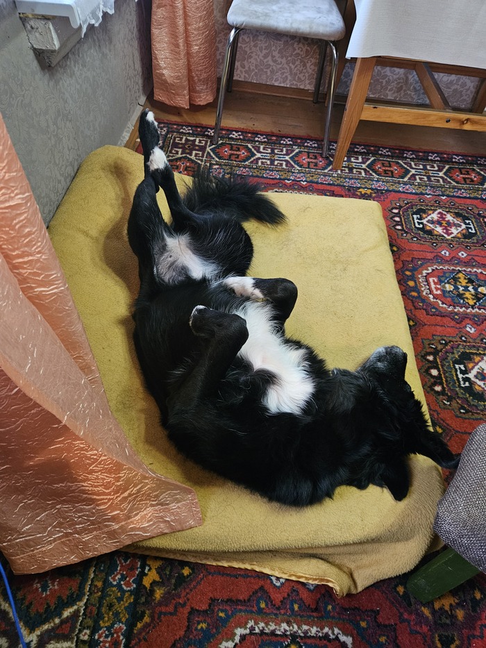 Ответ на пост «Покажи своего питомца!»