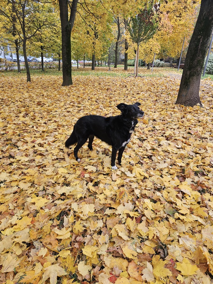Ответ на пост «Покажи своего питомца!»