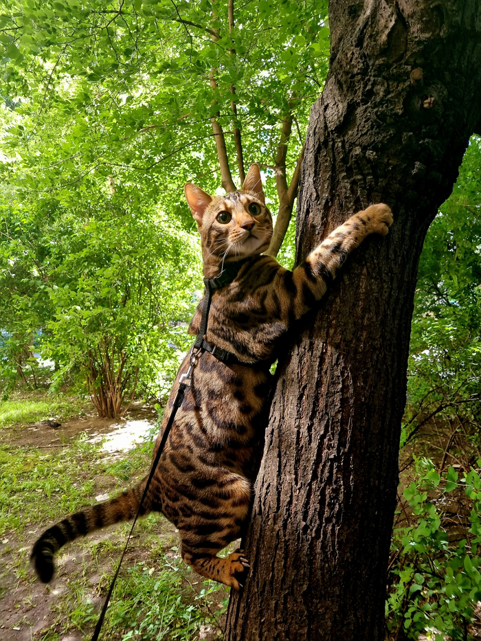 Ответ на пост «Покажи своего питомца!»