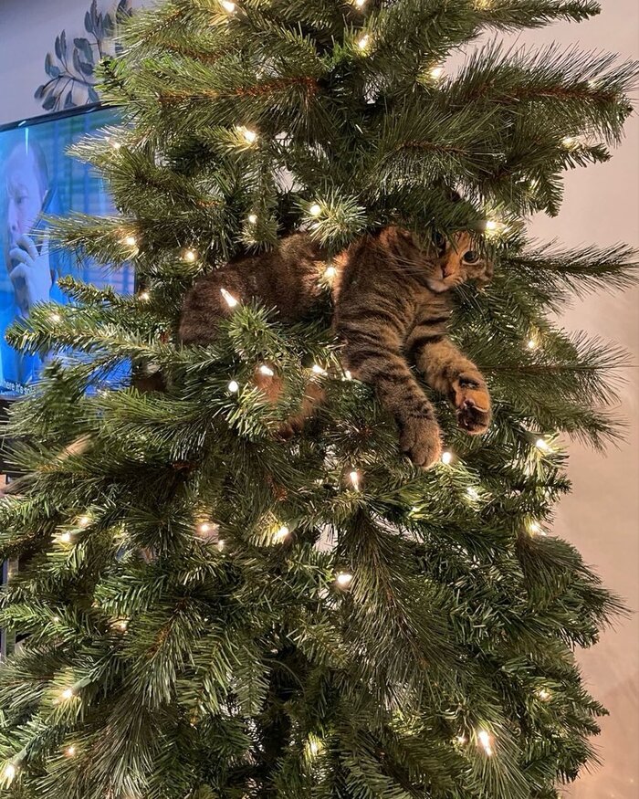 Скоро на всех ёлках страны