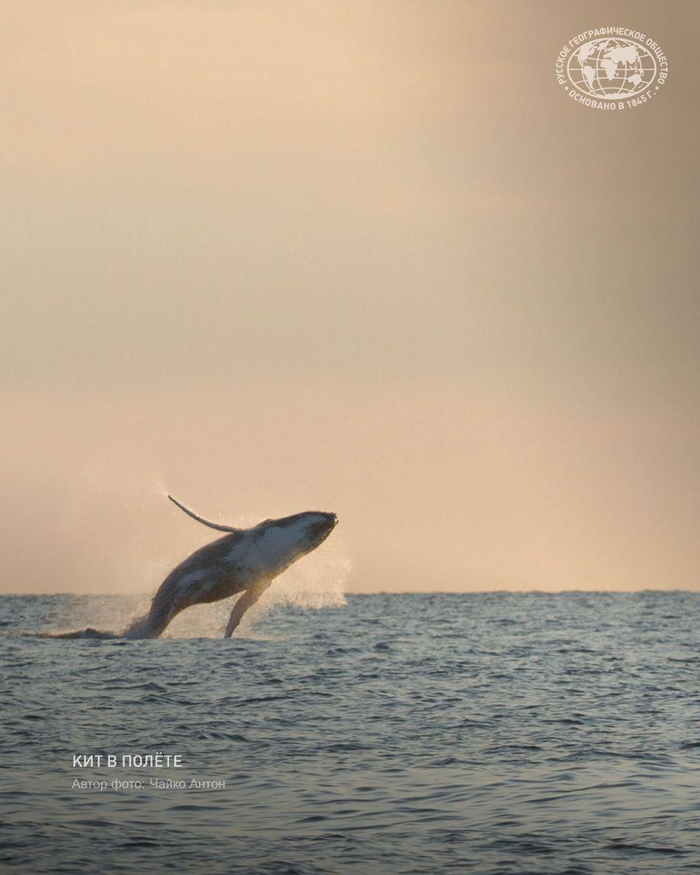 :  ,      <a href="https://pikabu.ru/story/poyushchie_kityi_13383772?u=https%3A%2F%2Ft.me%2Frgo1845%2F17087&t=%D0%BE%D1%82%D1%81%D1%8E%D0%B4%D0%B0&h=76e53170d994819fa4e6b1a5f8332fb33a84a638" title="https://t.me/rgo1845/17087" target="_blank" rel="nofollow noopener"></a>