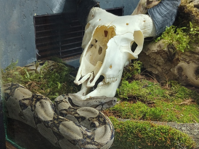 Ответ на пост «Покажи своего питомца!»