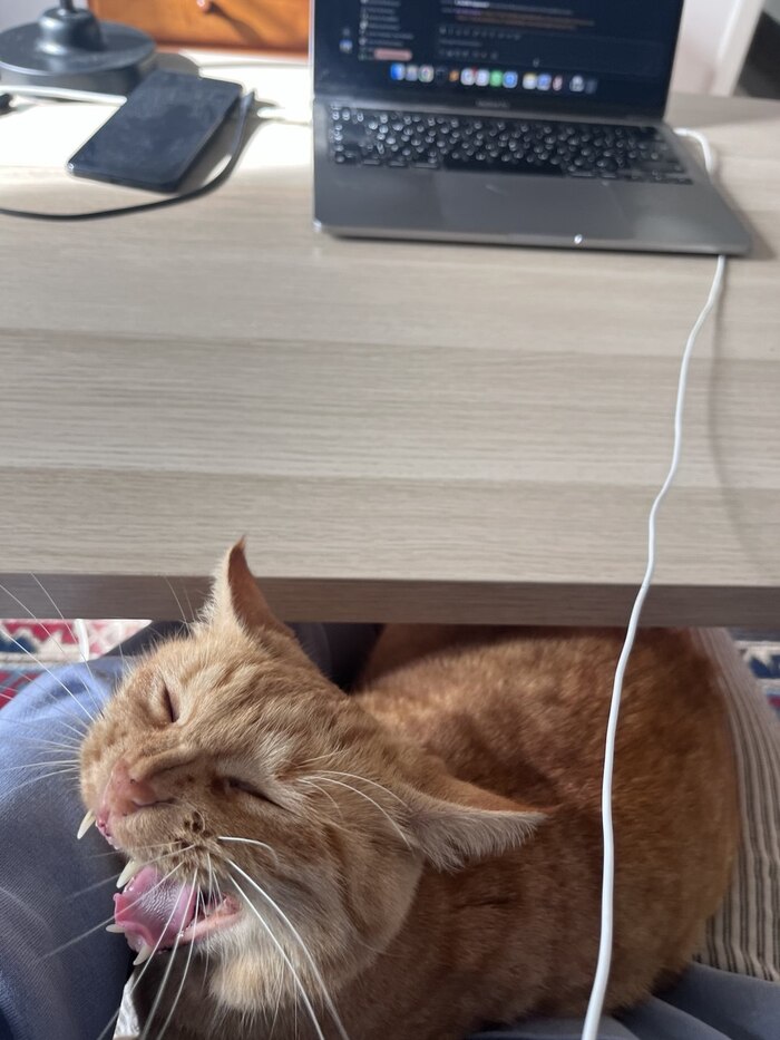 Кот мой, работа моя.