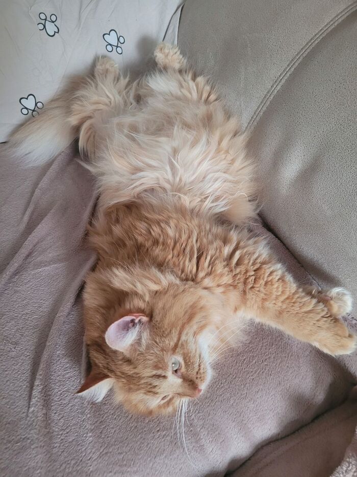 Привет из дома от Бони. Я нашла его на дачах. Шерсть была сплошной колтун + огромная травматическая грыжа