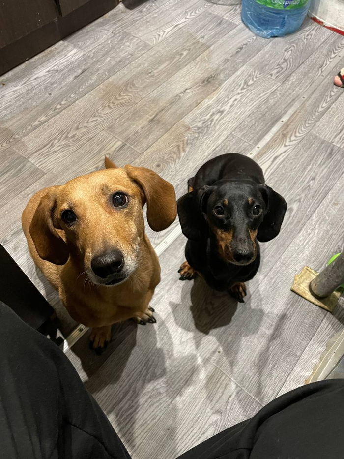 Мои две сосиски на ноках в ожидании кусочков кабачка.