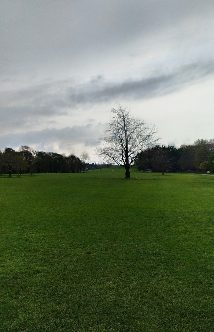 Одинокое дерево на зелёном поле травы