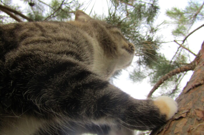 Продолжение поста «Шишки собираем»