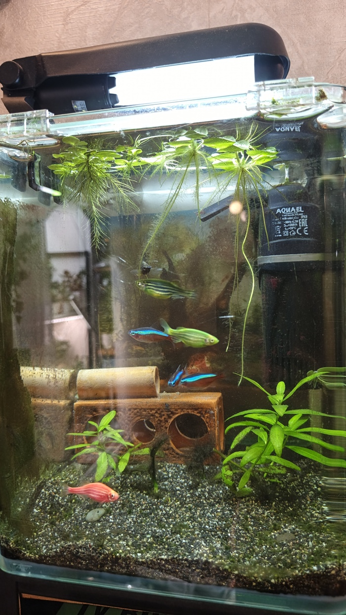 Продолжение поста «Аквариумисты, пост помощи»